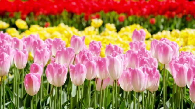 Tulip flowers in rows of pink, yellow, and red bloom brightly in a field.