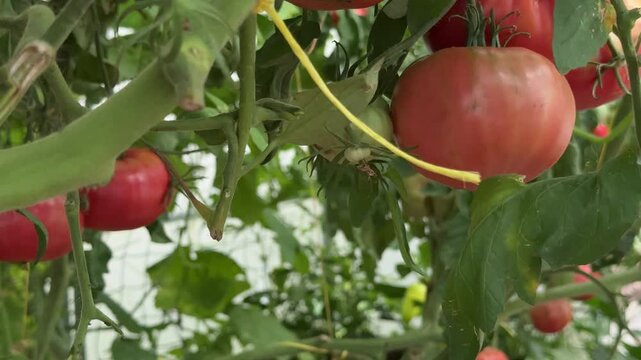 Gardener harvesting ripe pink tomato with garden shears in greenhouse, organic crop picking.