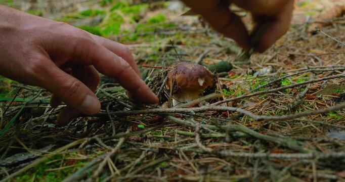 Male hands at work cut mushroom in the autumn coniferous lush green forest. Harvest time. Foraging porcini edible organic fungus cep boletus edulis in woodland.
