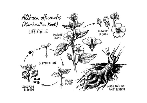 Althaea Officinalis Marshmallow Root Life Cycle Botanical Diagram Hand Drawn Rough Sketch Vector Illustration