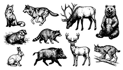 Naklejka premium Woodland Wildlife Fox Wolf Bear Deer Lynx Sketch Vector Set