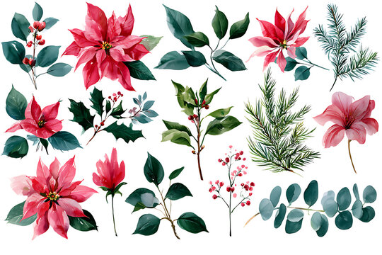 Watercolor christmas floral elements set with poinsettia flowers, holly berries, pine branches and leaves isolated on transparent background