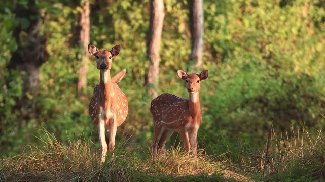 Two spotted chital deer standing in a sunny forest clearing
