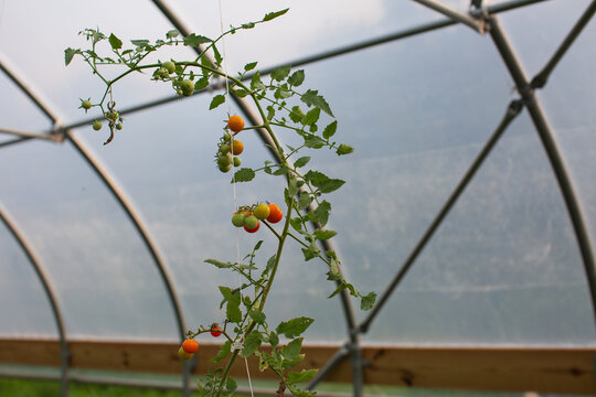 Fresh ripening tomatoes growing in a greenhouse
