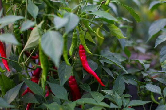 Red and green chili peppers ripening on a plant