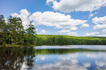 Naklejka premium Serene forest lake on a sunny day