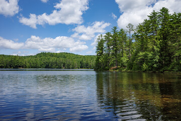 Naklejka premium Tranquil woodland pond under a sunny blue sky
