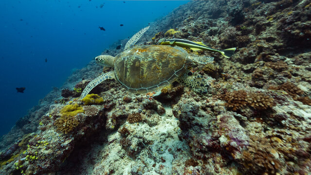 Underwater shot of large green turtle with remora swimming away from reef and diver, Peleliu, Palau