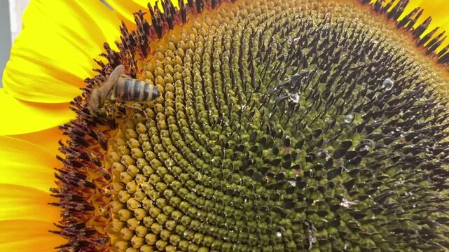 Close-up video of a honey bee moving across a sunflower while collecting pollen and nectar, illustrating natural pollination, biodiversity and the role of pollinators in nature