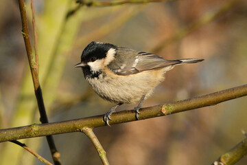Coal tit (Periparus ater) perched on a tree branch in natural habitat, close-up profile view of a small passerine bird in winter sunlight © Badr