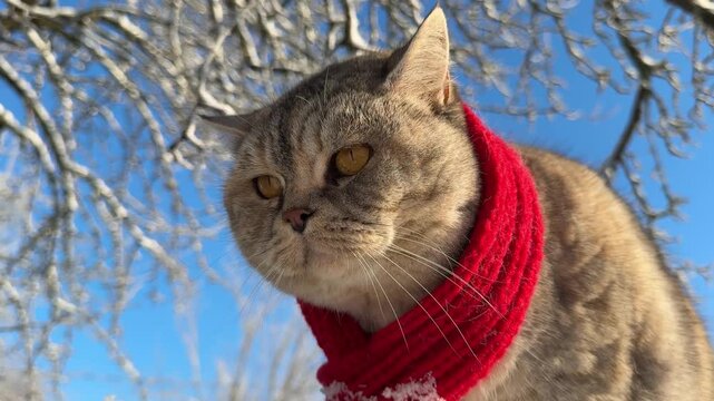 Pretty cat looking at the snow.