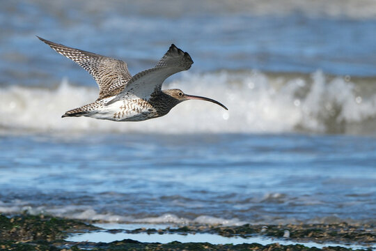 Eurasian curlew (Numenius arquata) flying in winter plumage over the sea waves, shorebird in flight over the ocean