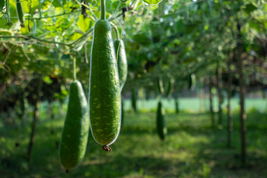 Long bottle gourds hanging from green farm trellis canopy