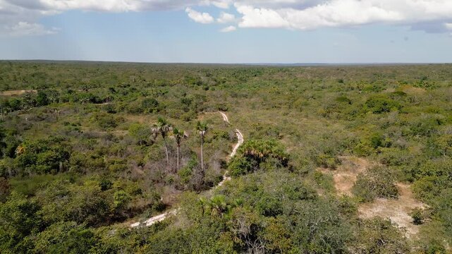 Cerrado scrubland covers Grande Sertao Veredas in Minas Gerais, Brazil, with scattered trees and pale unpaved trails crossing dense savanna vegetation, drone forward flyover.