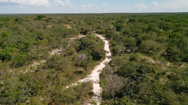 Dirt trail winds through dense Cerrado vegetation in Grande Sertao Veredas, Minas Gerais, Brazil, revealing the flat savanna landscape from above, drone forward ascent.