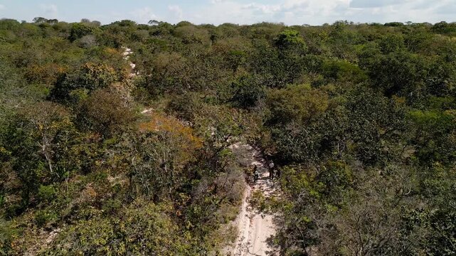 Cerrado trail cuts through dense woody scrub over pale sandy soil in Grande Sertao Veredas, Minas Gerais, Brazil, showing dry savanna flora, drone forward flyover.