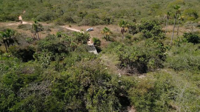 Off road vehicle approaches a narrow wooden bridge through dense Cerrado vegetation in Grande Sertao Veredas, Minas Gerais, Brazil, camera tilting down during parallax orbit.