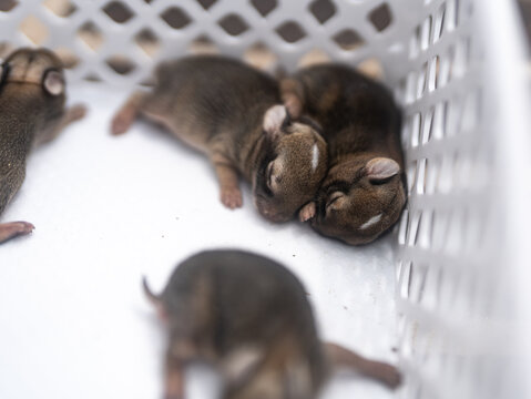 Litter of baby rabbits huddled together sleeping in a basket
