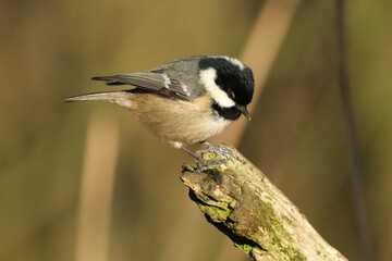 Coal tit (Periparus ater) perched on a mossy wooden branch in a forest, side view, natural background © Badr