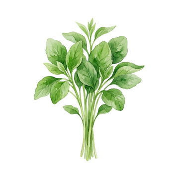 Watercolor illustration of a small bunch of fresh bayam amaranth spinach leaves