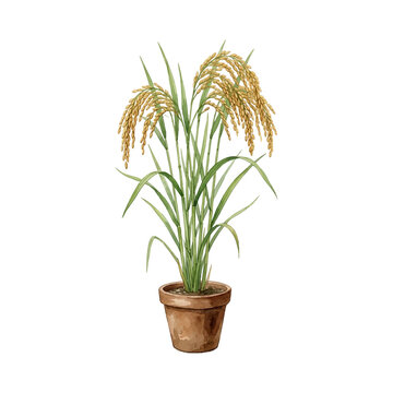 Watercolor illustration of a single mature rice plant in a brown clay pot
