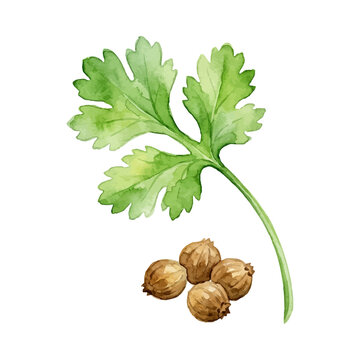 Watercolor illustration of coriander seeds and fresh leaf with soft organic brush strokes