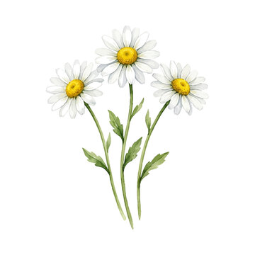 Watercolor illustration of a cluster of three white daisies with bright yellow centers on a clean background
