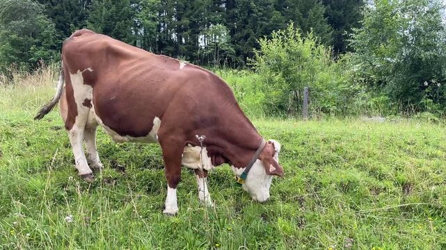 Video Kuh frisst Gras auf Wiese