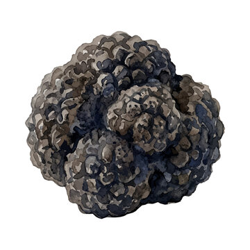 Watercolor illustration of a single black truffle on a white background