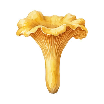 Watercolor illustration of a golden chanterelle mushroom (Cantharellus cibarius) isolated on a flat background, botanical art, forest food, edible fungi, vibrant orange-yellow, hand-painted texture, n