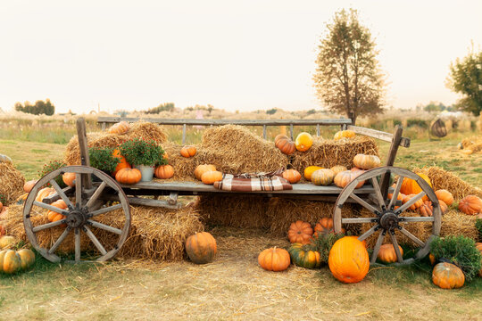 Vintage wooden wagon filled with seasonal pumpkins, straw bales, and autumn decor in a countryside farm setting. Festive harvest festival background for Thanksgiving, Halloween, and fall concepts.