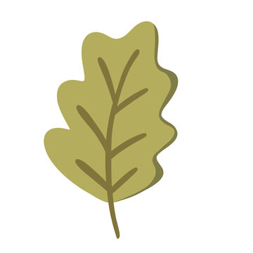 Oak Green Leaf Images Cartoon Illustration 2D