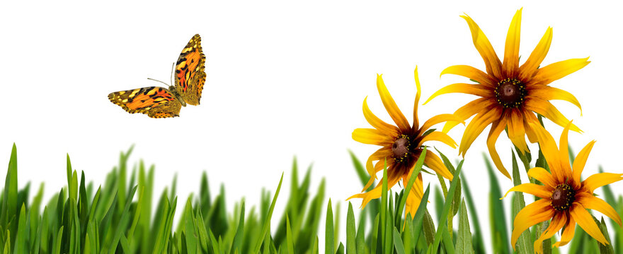 Butterfly flies near yellow flowers in a field on a sunny day isolated on transparent background, PNG file