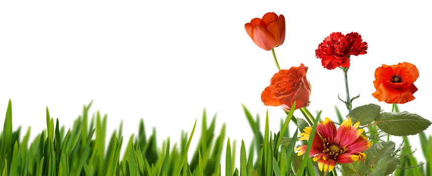 Colorful flowers growing among green grass in a bright setting isolated on transparent background, PNG file