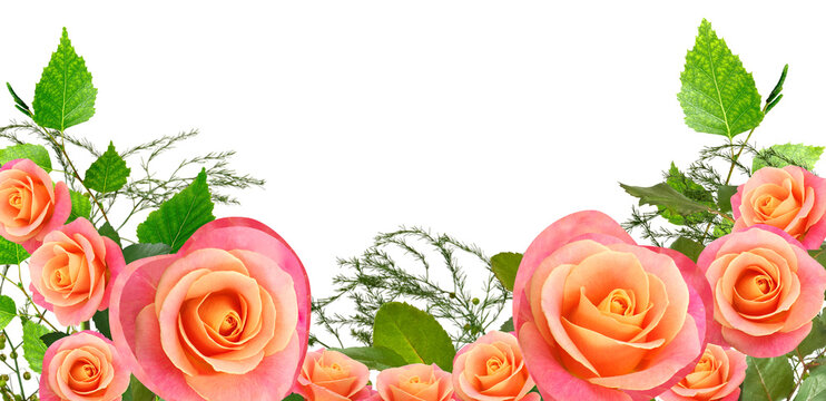 Roses and green leaves arranged in a decorative pattern for a design project isolated on transparent background, PNG file