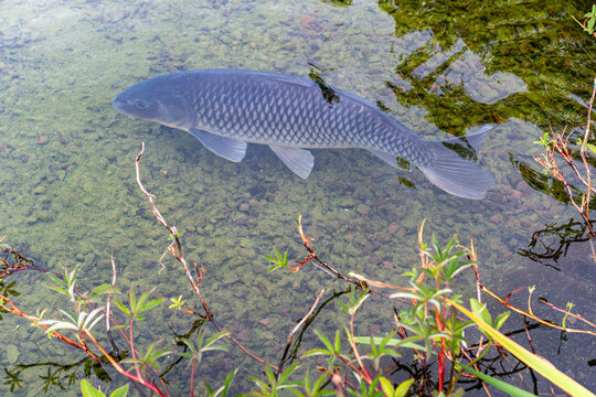 Large carp fish swimming in clear water of a green pond.High angle shot of a big common carp or koi carp swimming near the surface. Aquatic nature concept with clear water showing underwater moss, roc