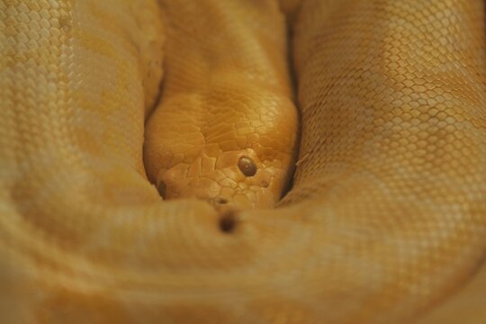 A closeup of a coiled yellow python