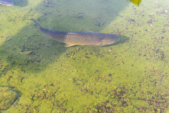 Large grass carp fish swimming in clear pond water with mossy and gravel bottom.