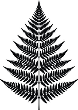 Detailed black fern leaf silhouette vector illustration featuring symmetrical botanical pattern isolated on white background surface