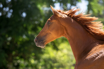Horse with long mane portrait in motion © kwadrat70
