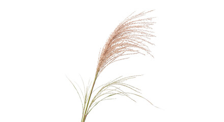 Naklejka premium Delicate Pampas Grass Plume with Wispy Seed Heads on White Background
