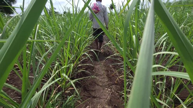 Resilient agricultural worker walking barefoot through dense sugarcane rows, braving sharp foliage scratches while treading deep dirt furrows to map a new path for sustainable cultivation.