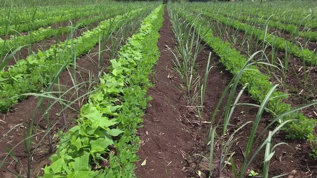 Row by Row View of Intersubject Agriculture Crops Combining Sugarcane and Green Legume Seedlings to Optimize Soil Nutrients and Sustainable Yields