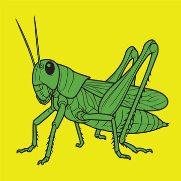 Green grasshopper vector illustration