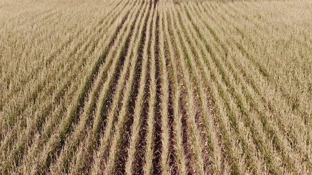 Aerial view flying slowly backwards over endless rows of a dry crop field during a sunny day, showcasing agricultural patterns and textures leading to the horizon in a rural landscape