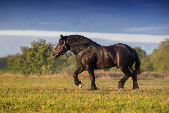 Draft stallion run free