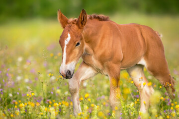 Red foal on summer flowers field © callipso88