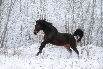 Horse free run in snow © callipso88
