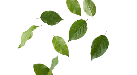 Fototapeta premium Scattered green leaves falling against a clean white background