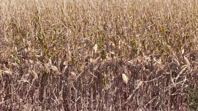 Vast agricultural field of dried corn stalks and cobs swaying in the wind, showing the dramatic effects of a severe drought and climate change on crops before the autumn harvest